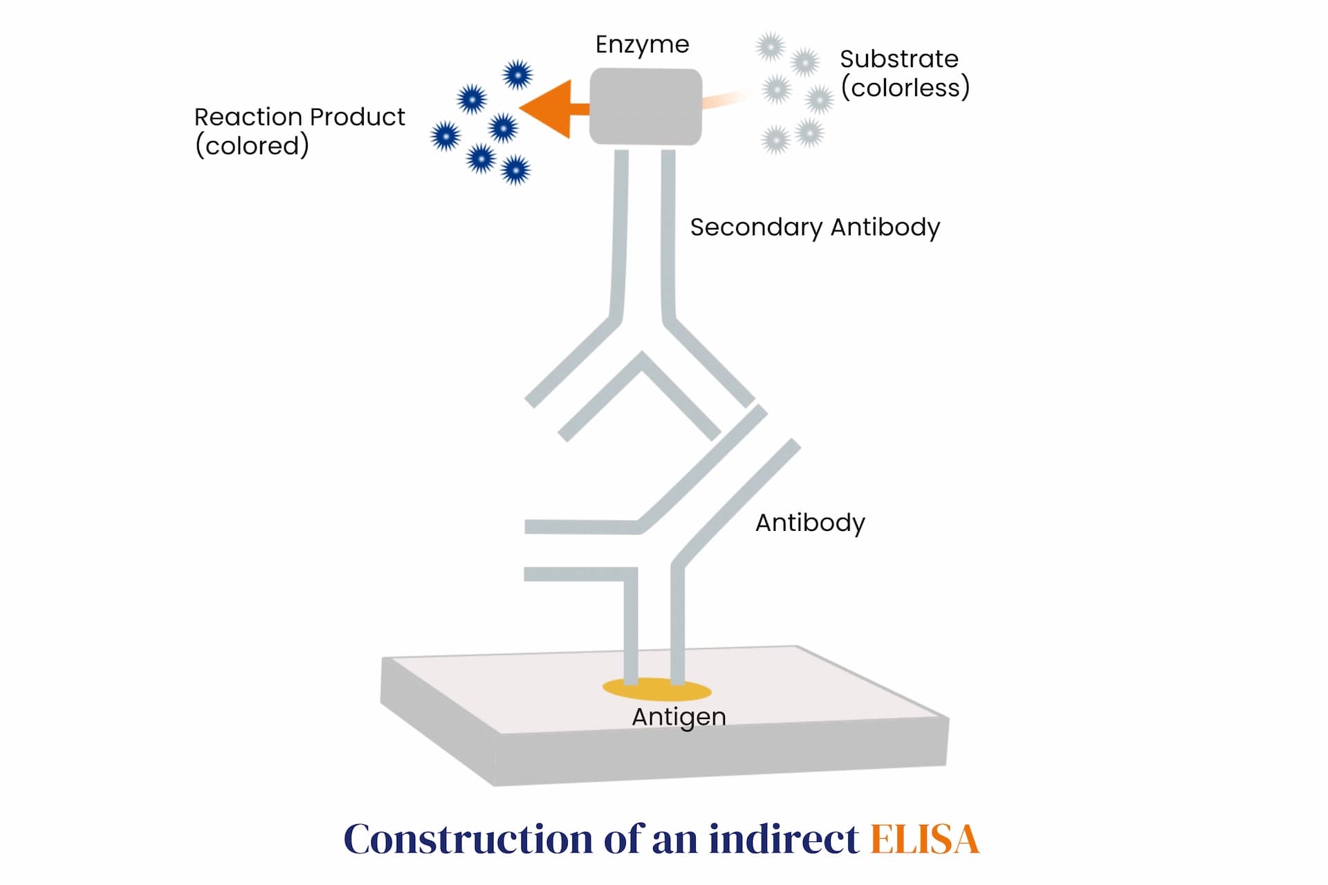 Construction of an indirect ELISA with antibodies, antigen and substrate
